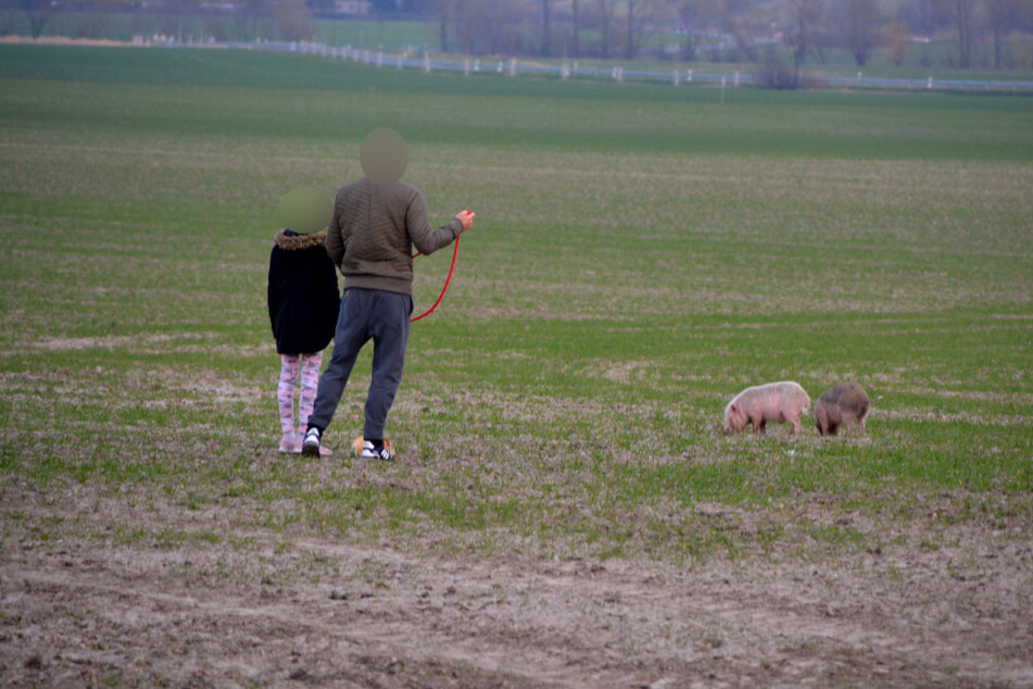 Anwohner versuchten, die Schweinchen einzufangen - vergebens.