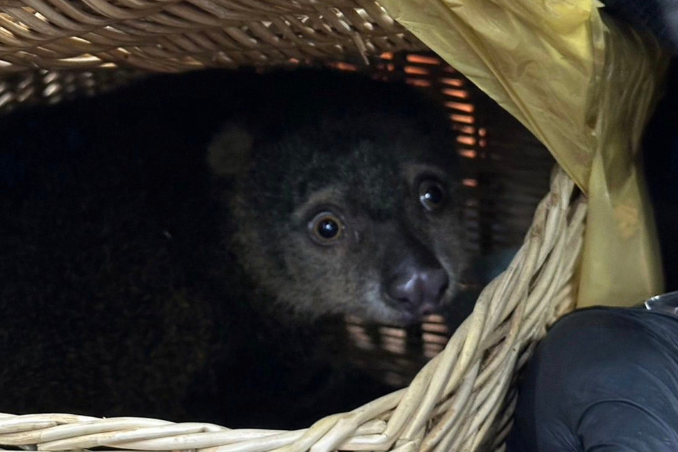 Dieser Bärenkuskus ist nur auf der indonesischen Insel Sulawesi heimisch. Der Dschungel-Bewohner wurde gerettet.
