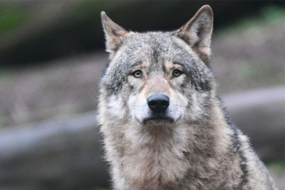 Der Wolf soll sich aktuell im Nordschwarzwald aufhalten. (Symbolfoto)