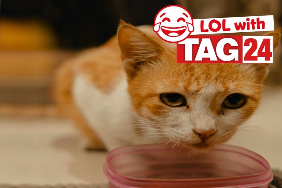 Joke of the Day for June 28, 2025: The best cat jokes for Caturday
