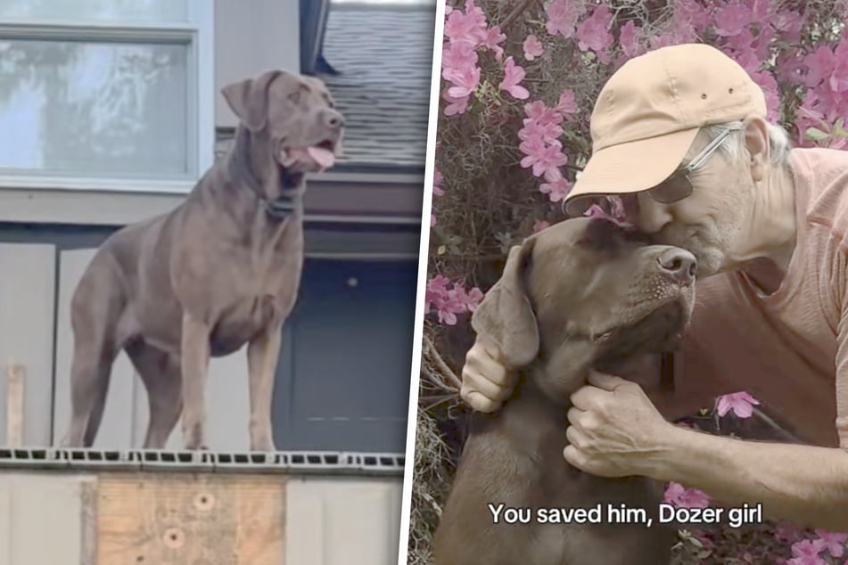 Hündin Dozer und Craig sind ein Herz und eine Seele.