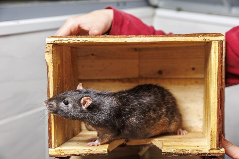 Hausratte Black (3) auf Erkundungstour - neugierig inspiziert er sein Gehege.