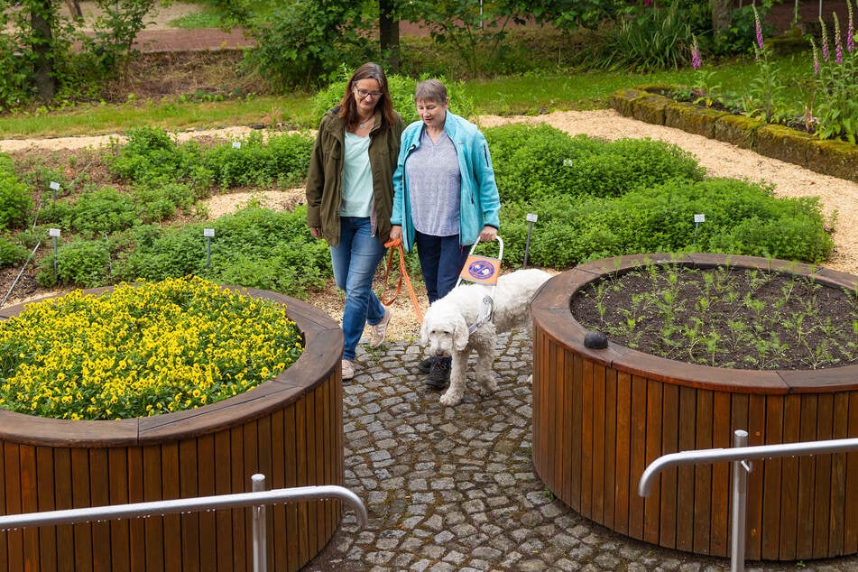 Gartentherapeutin Almut Dietze (l.) begleitet Kräuterpädagogin Marion Krause gemeinsam mit ihrem Blindenhund Stella durch den Botanischen Blindengarten.