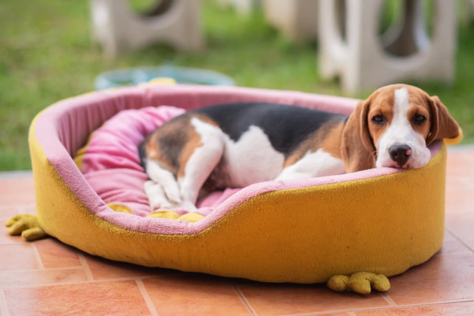 How to clean a dog bed: Wash away stains, fleas, and smell!