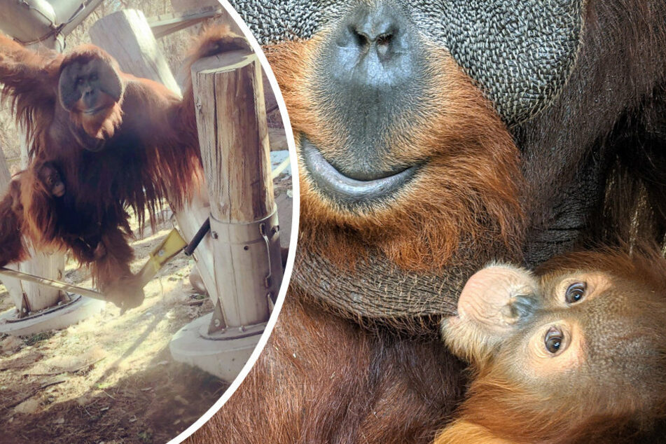 Little Cerah (r.) was adopted by her orangutan father after the death of her mother, which is very unusual in the animal kingdom (collage).