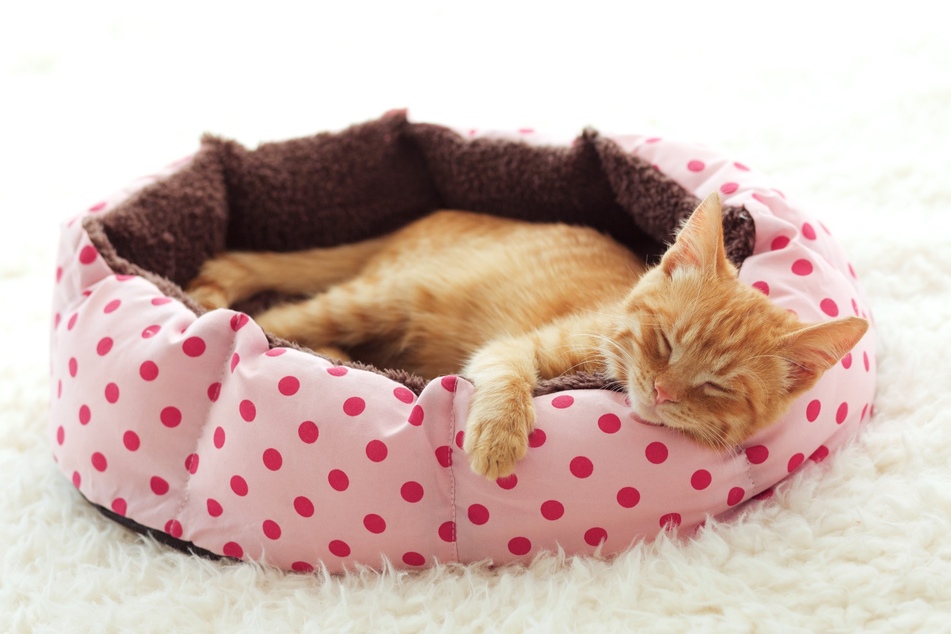 In einem Katzenkörbchen aus Mikrofaser-Fleece kann sich Dein Kätzchen wunderbar entspannen, zudem ist es auch besonders pflegeleicht.