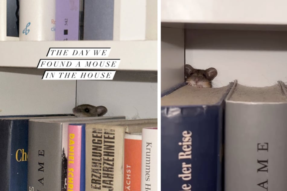 Unglaublich, aber wahr: In dem Bücherschrank hatte sich tatsächlich eine süße kleine Maus versteckt.