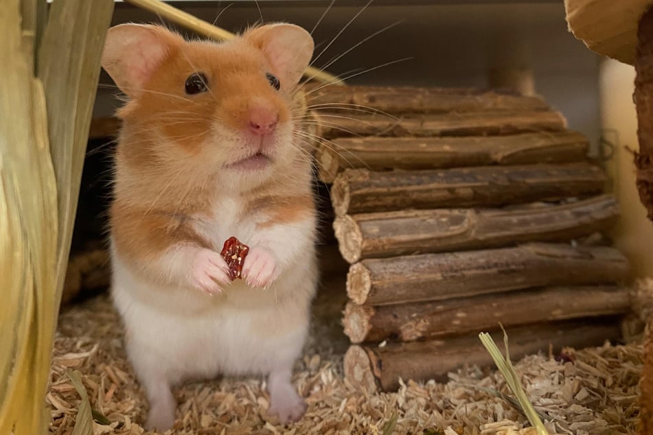 Hamster "Onkel Fester" hofft auf ein artgerechtes Zuhause.