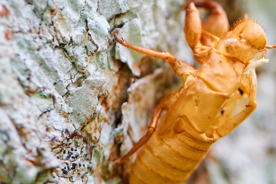 "Cicada-geddon" is coming this spring as two broods emerge.