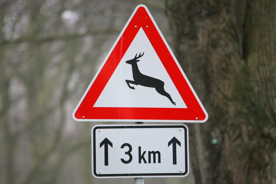 Achtung, Wildwechsel! Gerade in der Dämmerung gilt für Verkehrsteilnehmer in der Nähe von Waldgebieten besondere Vorsicht.