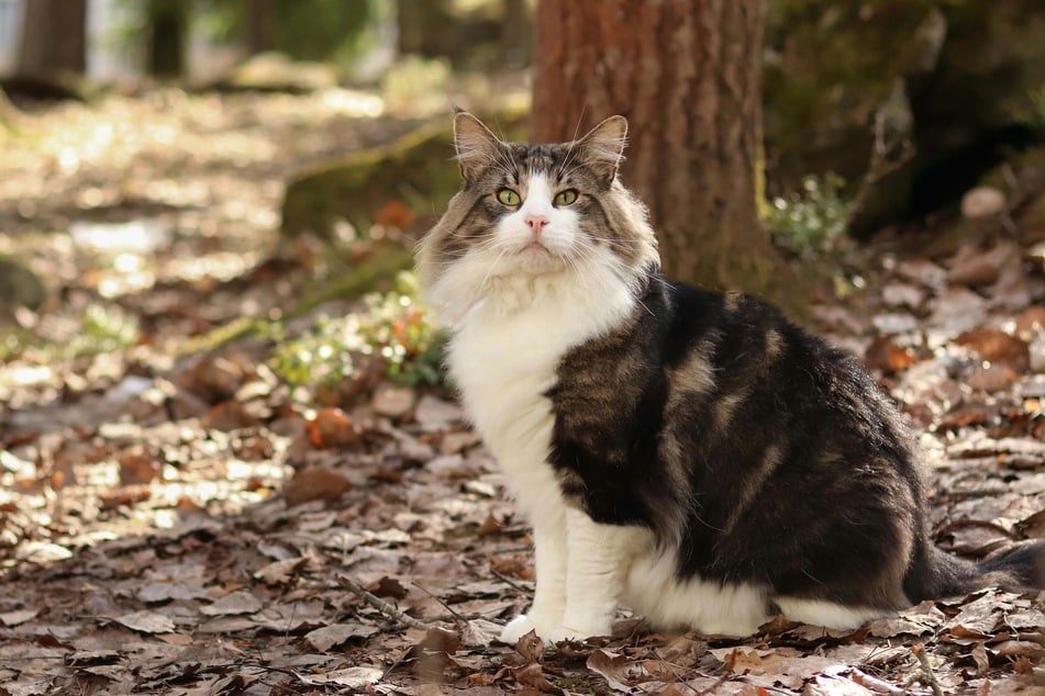 Wie der Name schon verrät, stammt die Norwegische Waldkatze aus den Wäldern Norwegens.
