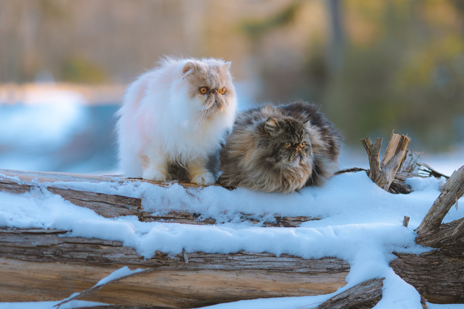 Persian cats are remarkably sweet and incredibly distinctive cats.