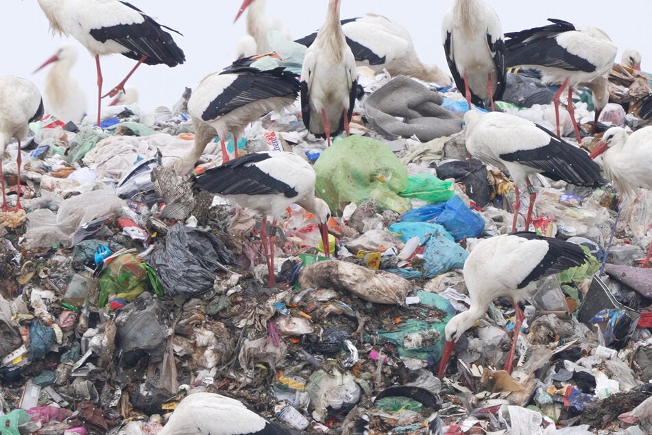 In unseren Essensresten finden sie neben unbedenklichem Fressen auch Plastikteile, die sie verschlucken.