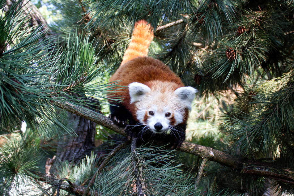 Für die Roten Pandas gibt es im Zoo Leipzig Maus zum Frühstück. Doch auch andere Sachen wie Birnen bekommen die süßen Baumbewohner.