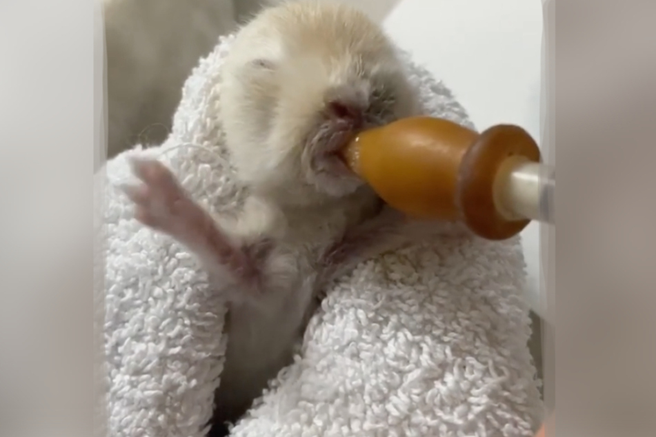 Das kleine Kaninchenbaby aus dem Tierheim Köln-Dellbrück nuckelt gierig an der Flasche.