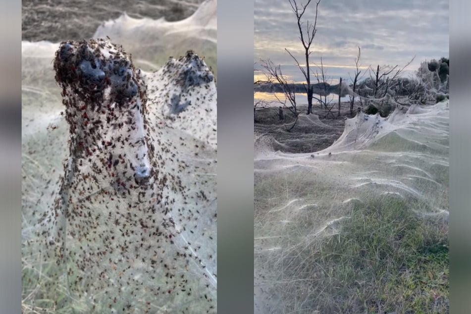 Eine Vielzahl an Spinnentieren brachte sich vor hereinströmendem Wasser in Sicherheit.