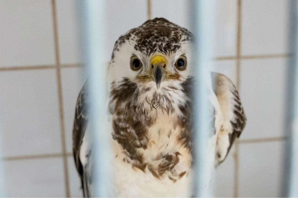 Ein Mäusebussard sitzt im Artenschutzzentrum des Nabu (Naturschutzbund Deutschland) in einem Käfig. Ein verendetes Tier wurde im Landkreis Prignitz positiv auf den H5N8-Erreger getestet.
