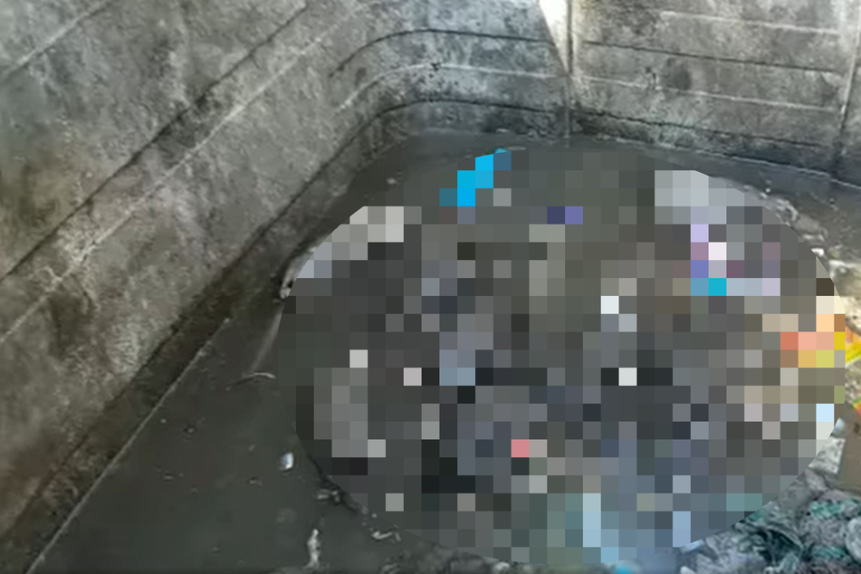 Stadtreiniger posten verstörendes Video mit riesigen toten Ratten