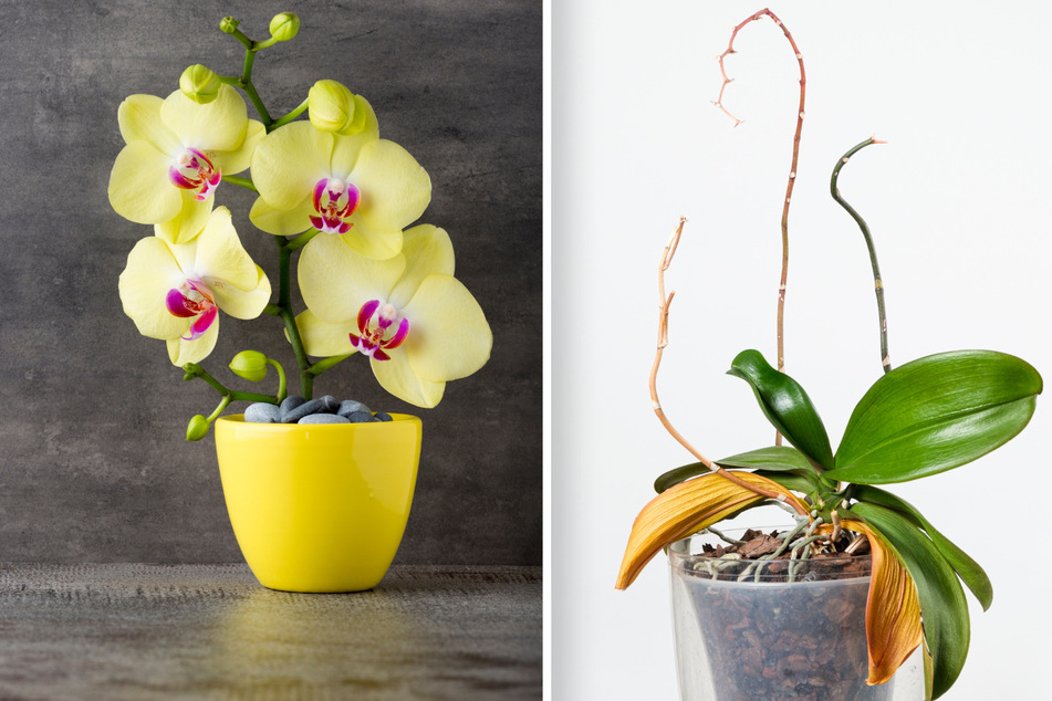 Die Orchidee blüht nicht? Ein Standortwechsel und richtige Pflege können helfen.