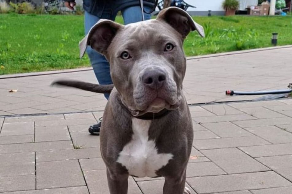 Piper ist gerade mal sechs Monate alt, lebt aber schon im Tierheim Bergheim.