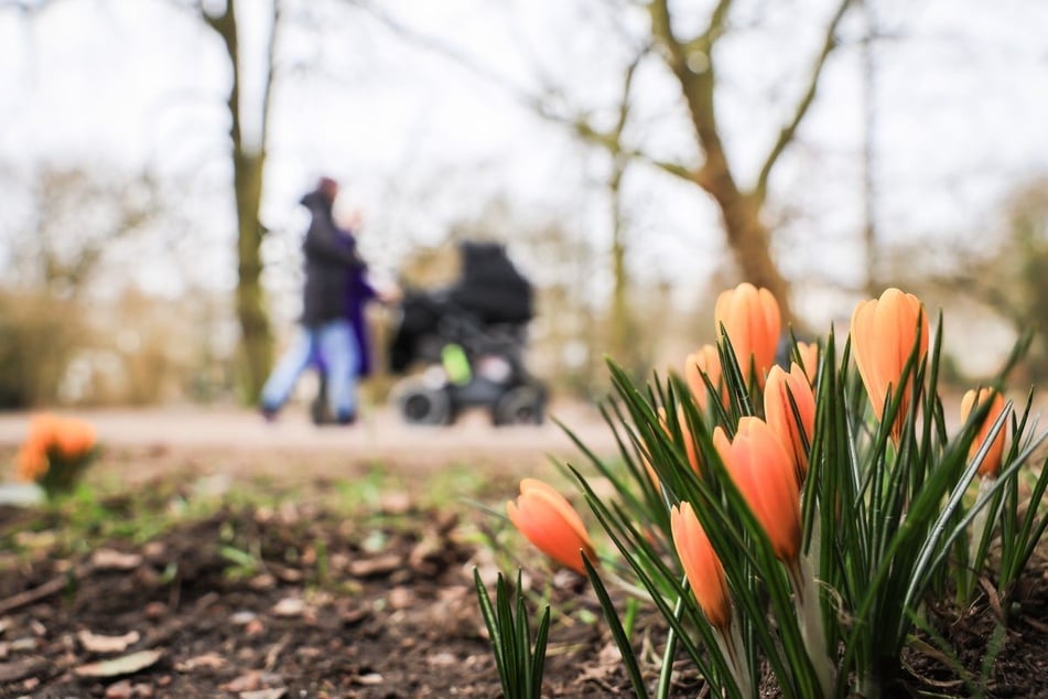 Auch wenn vielerorts bereits die Krokusse blühen, nach Frühling fühlt sich das Wetter in NRW in dieser Woche noch nicht an. (Symbolbild)