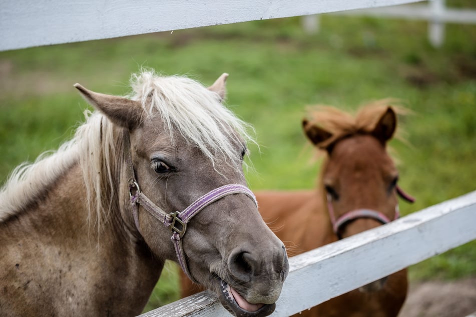 Der Ponyhof Langebrück ist am Ostermontag auf der Dresdner Hofwiese vor Ort. (Symbolbild)