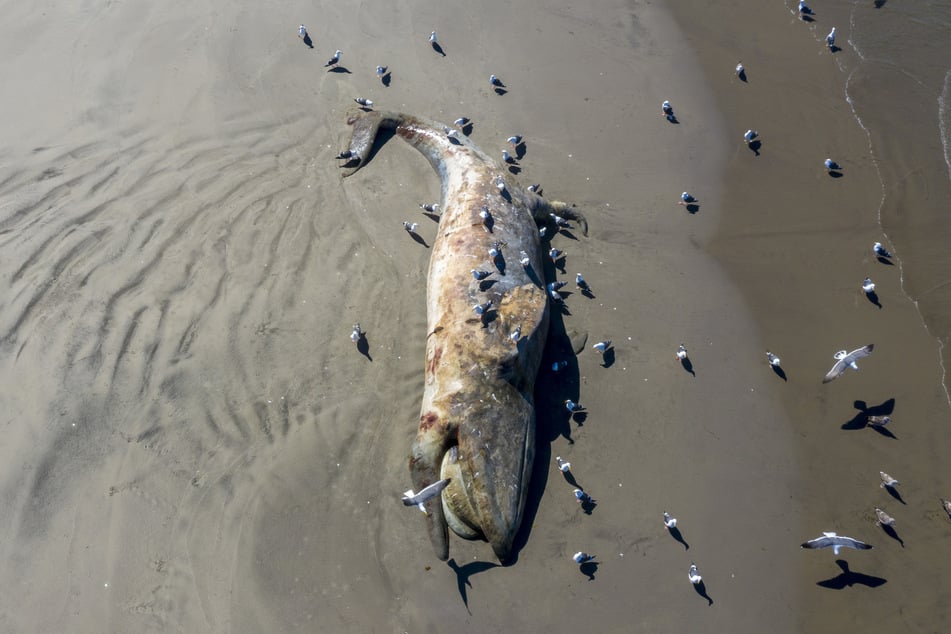 A 47-foot gray whale carcass washed up in the San Francisco Bay Area on Friday (stock image).