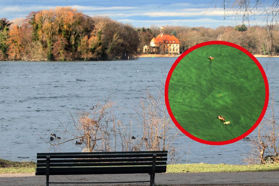 Berlin: Achtung, Hundehalter: Dieser See birgt tödliche Gefahr für Fellnasen