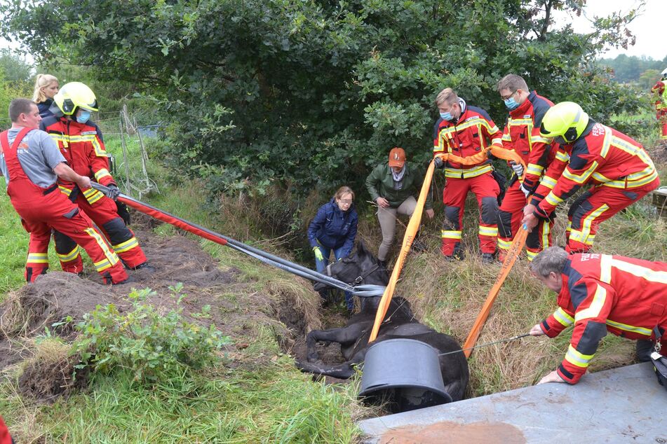 Hamburg: Pferd sitzt fest! Feuerwehr schwitzt bei Rettungseinsatz