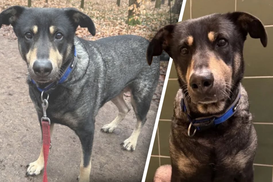 Hündin landet als "Häufchen Elend" im Tierheim: Wendet sich ihr Schicksal jetzt endlich zum Guten?