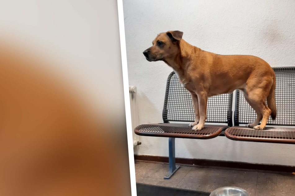 Hund irrt alleine durch Bonner Bahnhof und sucht Hilfe bei Zeugen