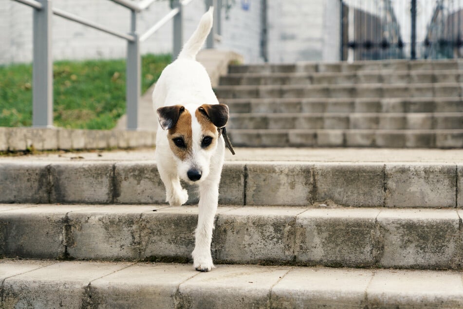 Dogs don't have to race down the stairs. In fact, walking up and down the stairs slowly is a great way to train your dog.