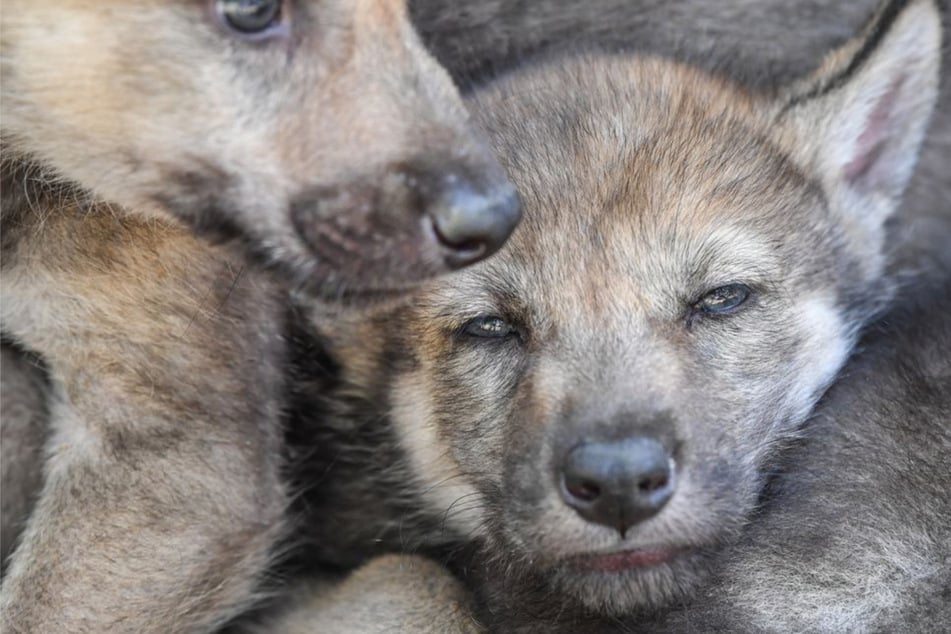Wölfe: Junge Wölfin im Südwesten trächtig? Experten hoffen auf Sommer-Welpen