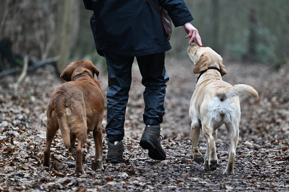 Hessens Städte haben in den zurückliegenden Jahren teils deutlich mehr Hundesteuer eingenommen. (Symbolfoto)