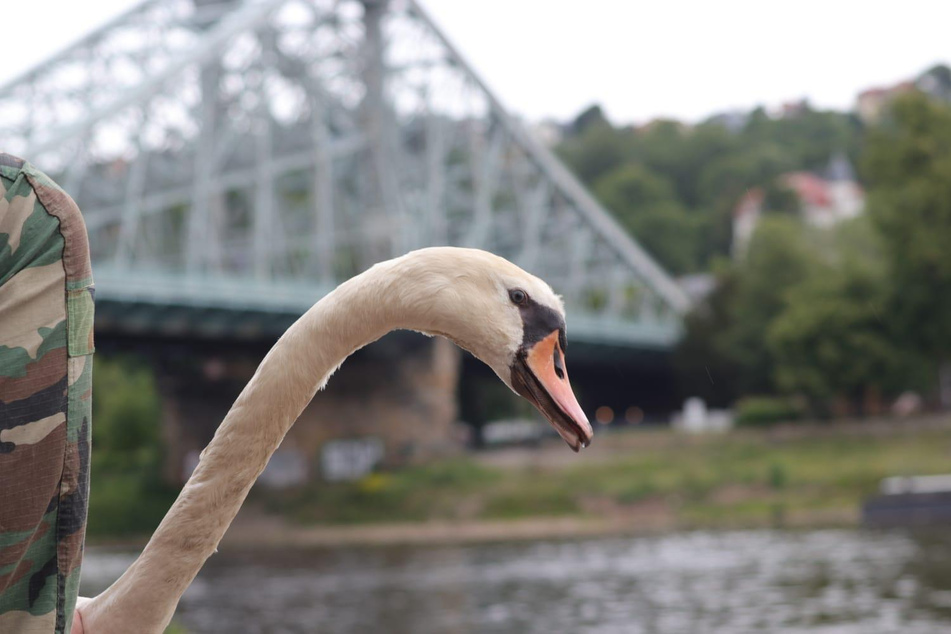 Freiheit! Am Blauen Wunder wurde Herr Schwan entlassen.