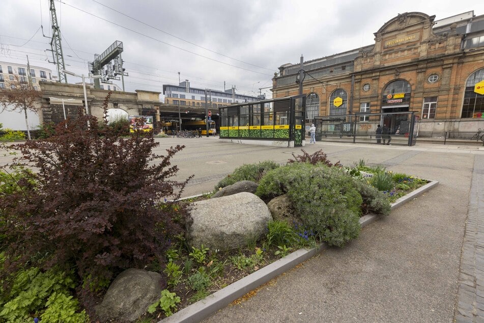 Ohne die "Chancenlosen" wäre dieses Beet längst eingegangen.