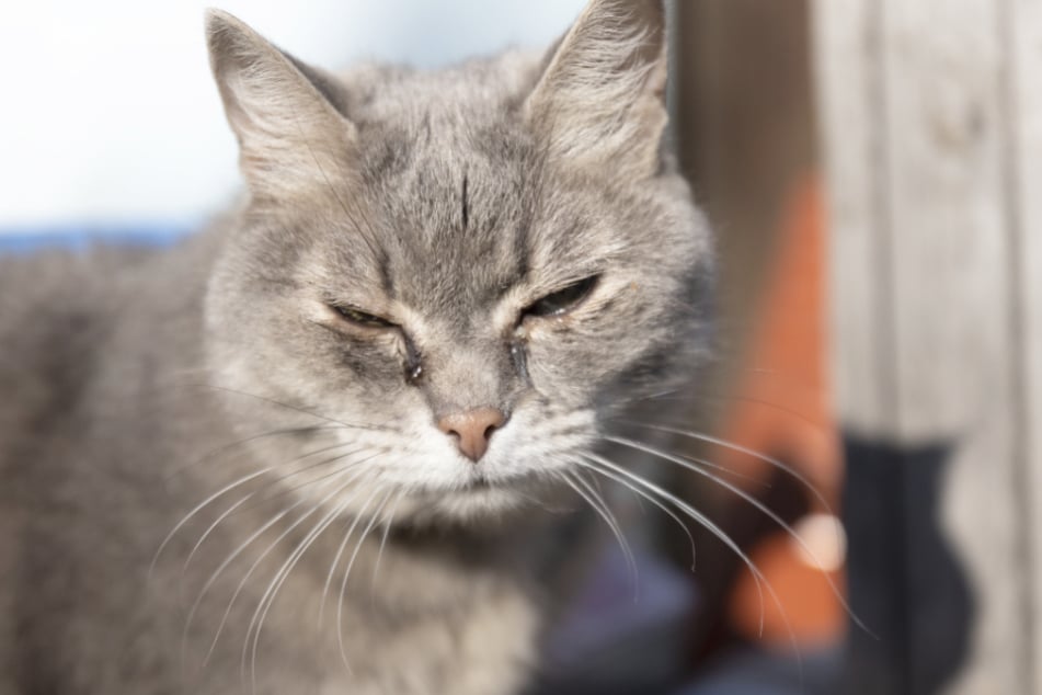 Hat die Katze eitrigen Augenausfluss und ungewöhnlich geschlossene Augen, sollte sie unbedingt in einer Tierarztpraxis untersucht werden.