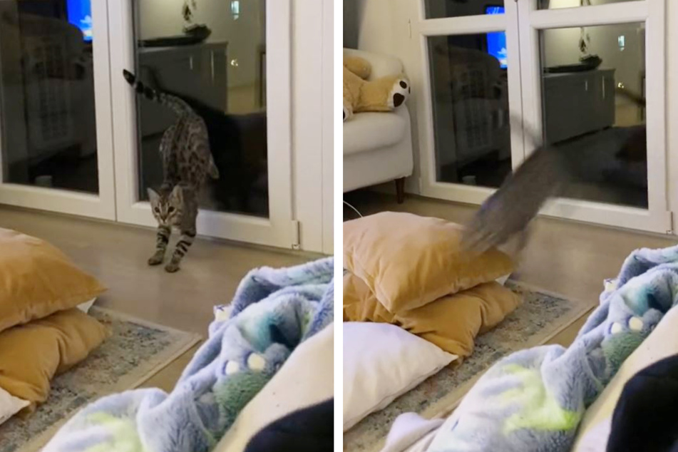This little cat likes to launch himself into a sprint.