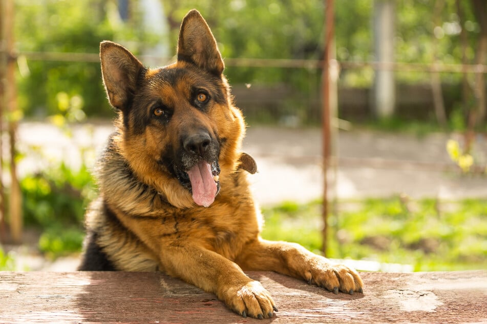 In Apolda beobachtete ein Passant, wie ein 26-Jähriger auf einen Schäferhund einschlug und eintrat. (Symbolfoto)