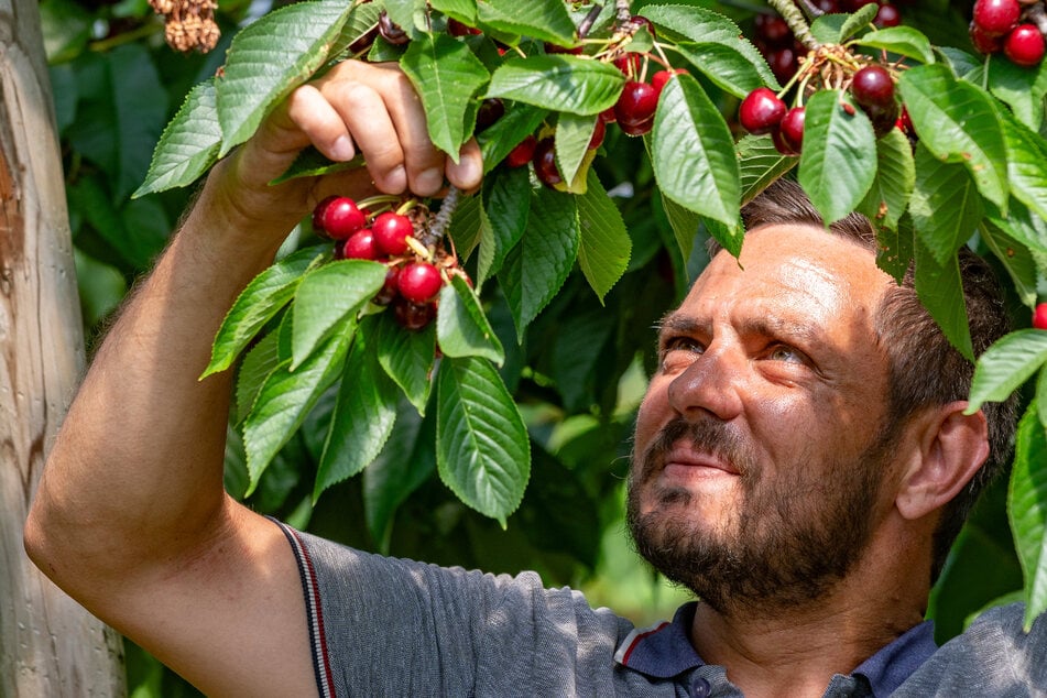 In diesem Jahr ist wieder gut Kirschen essen: Aber warum sind viele Früchte eigentlich so klein?