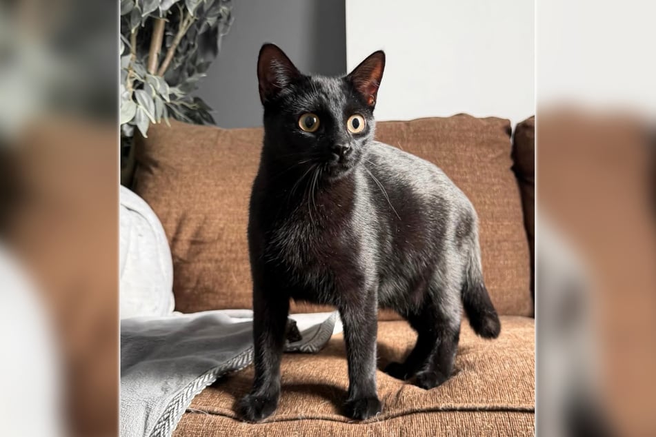 Kelly wollte ihren Ehemann mit einer Katze überraschen.