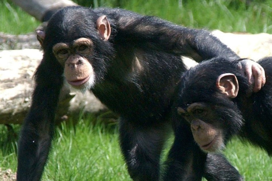 Nach Kritik der Kaulitz-Brüder: Zoo Magdeburg weist Vorwürfe wegen Schimpansen-Haltung zurück!