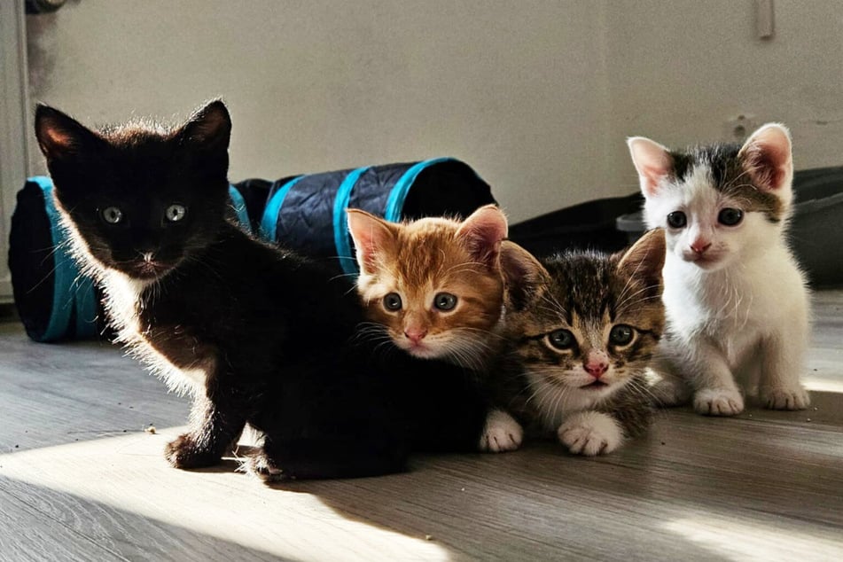 Die Tierhilfe sucht für zahlreiche Katzen ein Zuhause. Wohl oft genug, weil Tierbesitzer unverantwortlich gehandelt haben.