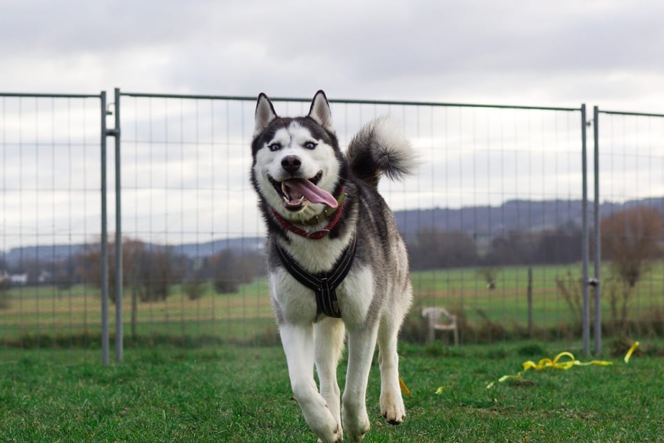 Husky Fire hatte es in der Vergangenheit allem Anschein nach nicht leicht.