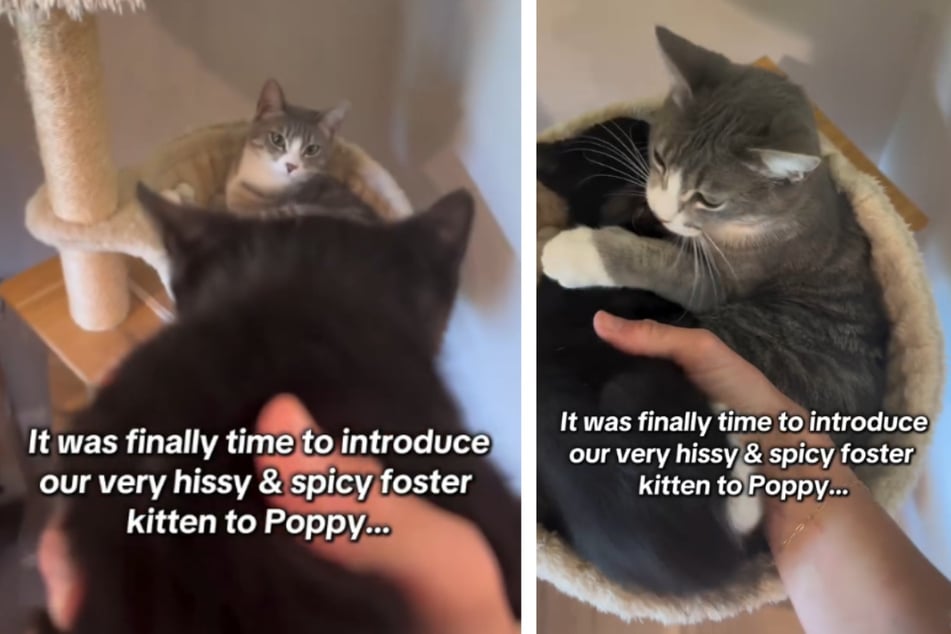 Als Poppy anfing, mit dem kleinen Nervenbündel zu schmusen, wurde daraus ein ganz besonderer Moment.