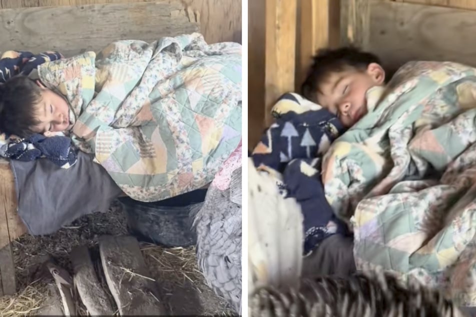 Joven enfermo en el establo: ¡Es conmovedor cómo los animales se preocupan por él!