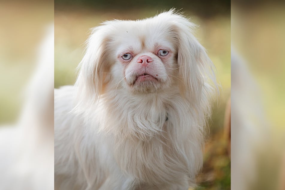 Pekinese Hubertus ist schätzungsweise 2021 geboren und damit etwa vier Jahre alt.