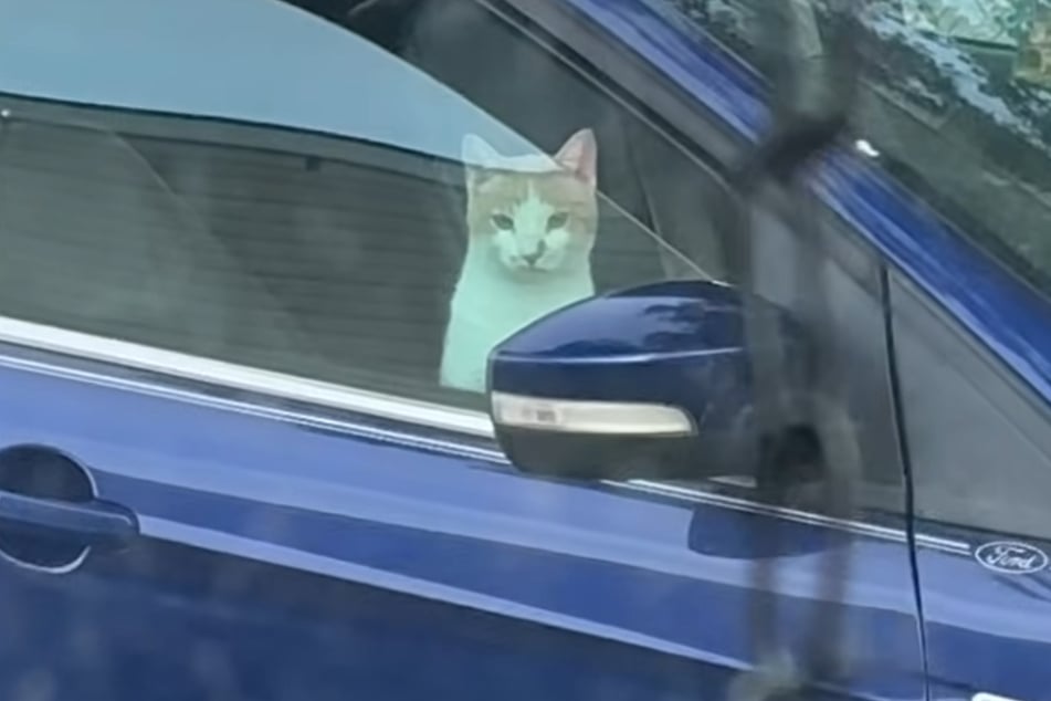 Was für ein durchdringender Blick: Die Katze gab sich vorerst knallhart.