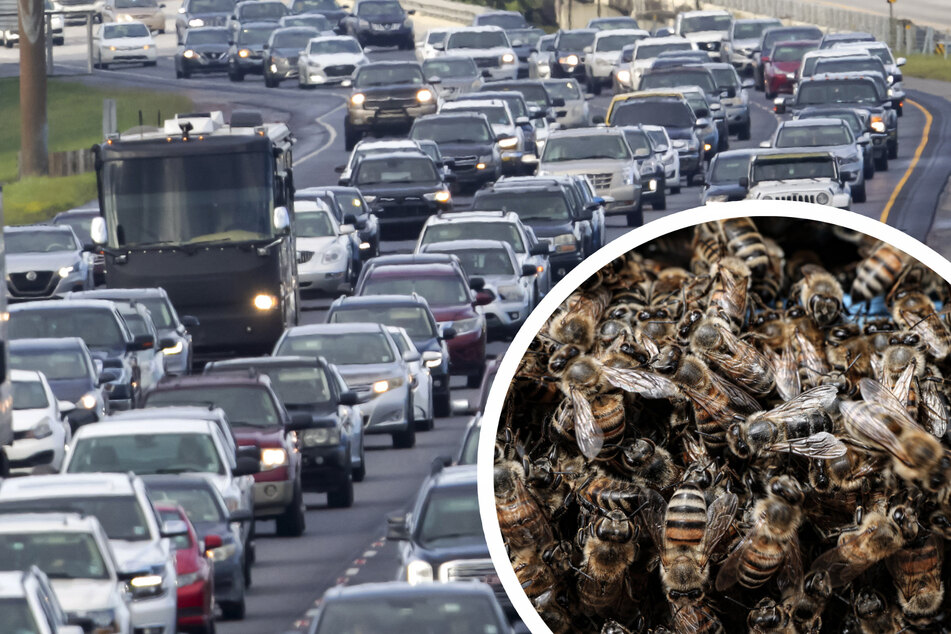 1 Million Bienen schwirren nach Crash über Autobahn