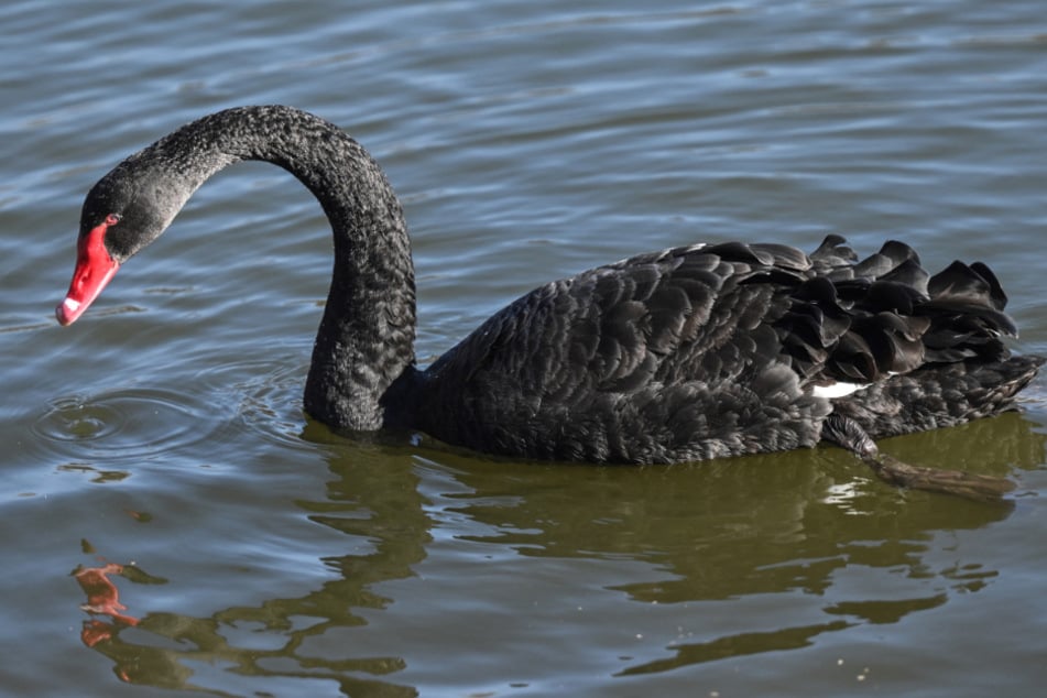 Schwarzschwäne sind die einzige fast vollständig schwarze Schwanenart. Zudem gelten ihre Hälse als die längsten unter allen Schwänen.